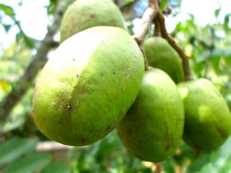 Everything to Know About Ambarella: Uses, Health .